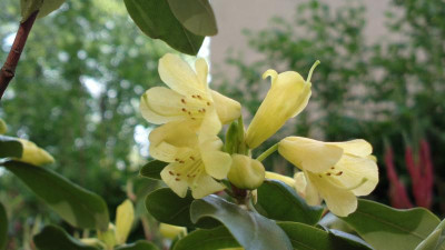 2013-05-11-0848R._cinnabarinum_ssp._xanthocodon.jpg