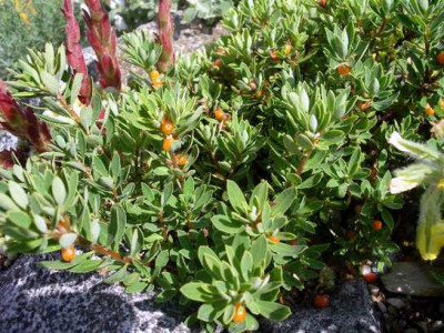 Daphne_oleoides_2005-06-23.JPG