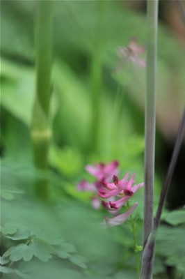 Corydalis_buschii_Mai.jpg