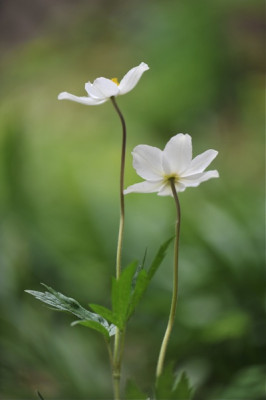 Anemone_sylvestris_Mai.jpg
