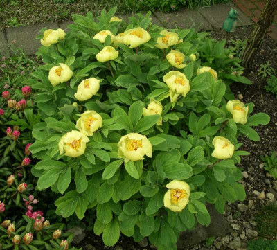 comp_Paeonia_daurica_ssp._mlokosewitschii_11.05.13.jpg