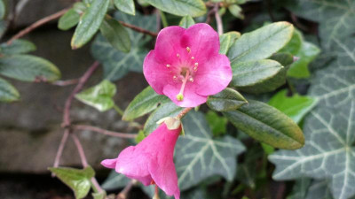2013-05-12-0868_R.glaucophyllum__Compact_Peter_Chappel.jpg