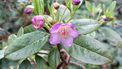 2013-05-12-0869R._pruniflorum.jpg