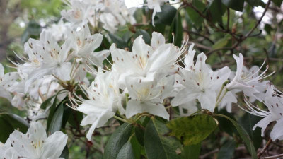 2013-05-12-0875R.rigidum.jpg