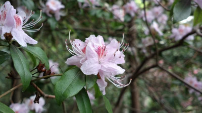 2013-05-12-0879_R.davidsonianum_Caerhays_Pale_Pink_blotched.jpg