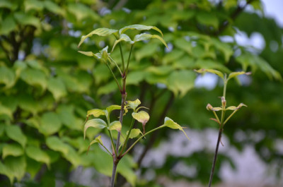 DSC_2115-web.jpg