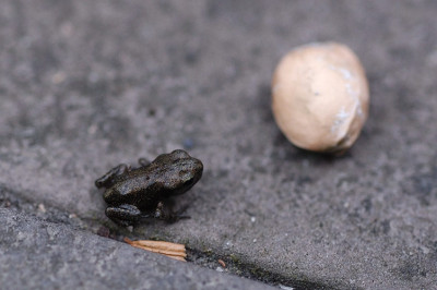 Minifrosch_12280.jpg