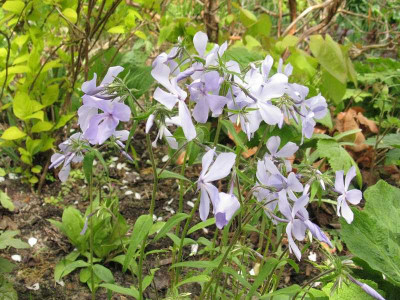 Phlox_divaricata_Clouds_of_Perfume_pur.jpg