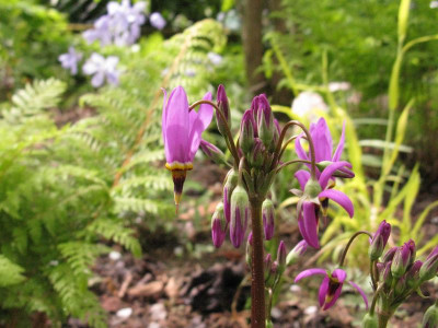 Dodecatheon_pulchellum_Red_Wngs_pur.jpg