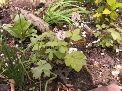 unbekannte_Tiarella_pur.jpg