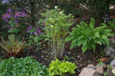 Actaea_pachypoda.011.jpg