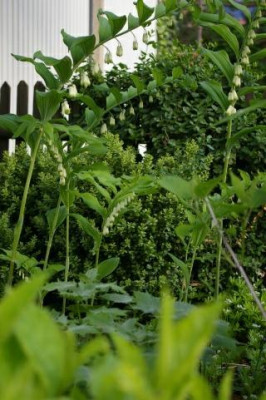 Polygonatum_einfach.011.jpg
