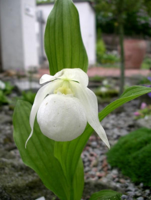 comp_Cypripedium_macranthos_alba_13.05.13.jpg