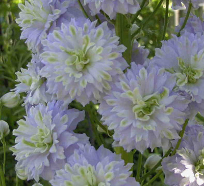 Delphinium_Susan_EdmundsRimg0642.JPG