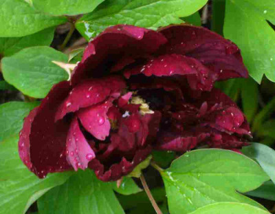 Paeonia-Mo_Run_Jue_Lun.13-1.jpg