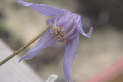Clematis_tenuiloba.jpg