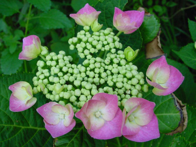 hydrangea_xyz_1_30.jpg
