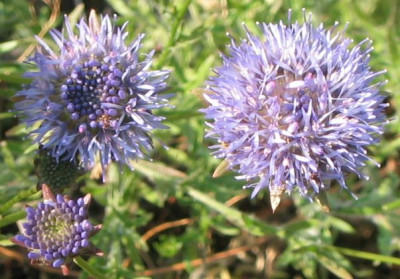 Jasione_montana.jpg