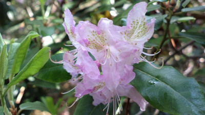 2013-05-14-0908R.searsiae.jpg