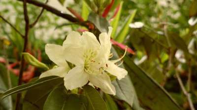 2013-05-14-0904_R.triflorum_CHM3036_Bhutan.jpg