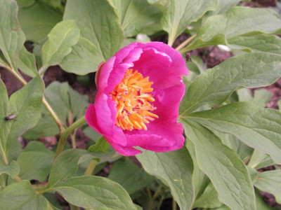 Paeonia_mollis_Slg_grolaubig_pur.jpg
