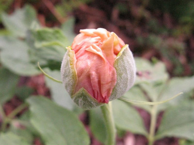Paeonia_mollis_Slg_lachs_pur_pur.jpg