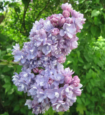Flieder_gefullt_130514.jpg