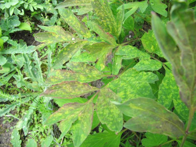 Laub_Rockii__2_130514.jpg