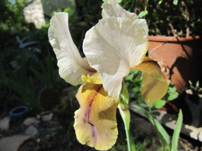 Iris_Bayberry_candle_130513.jpg