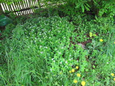 Asperula_tauriina_en_masse.jpg