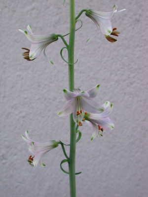 Notholirion_bulbiferum.JPG