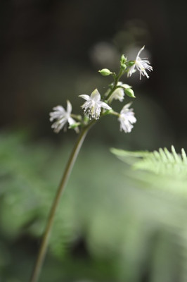 Beesia_calthifolia_Bluete.jpg