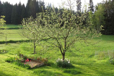 tulpennarzissen13.jpg