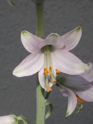 Notholirion_bulbiferum_Einzelblute.JPG