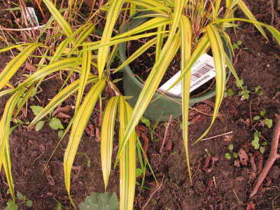 Hakonechloa_irgendwas_pur.jpg