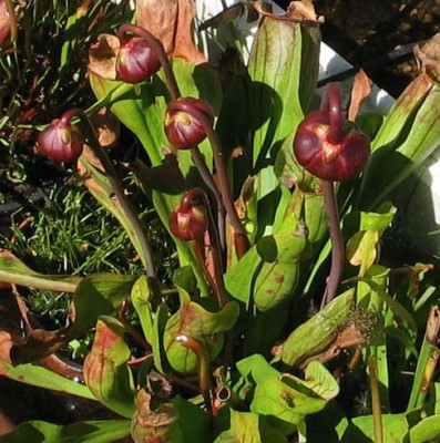 Sarrasbluten-2013a.jpg