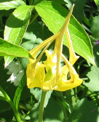 tulipa-acuminata-ax.jpg