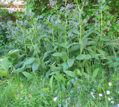 Blau_130515.jpg