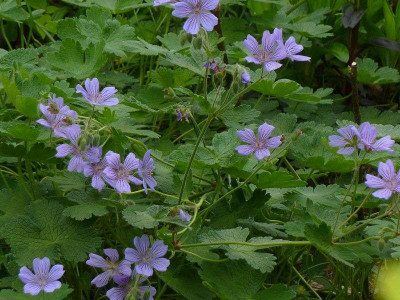 Geranium_Stephanie_2013.jpg