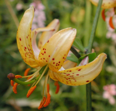 Lilium_hansonii.JPG