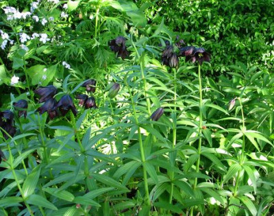 Fritillarien_v._Knorbs.jpg