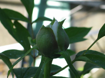 Paeonienbombe.jpg