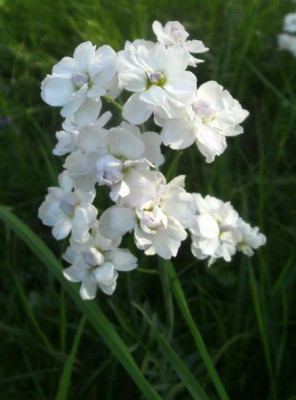 Cardamine_red.jpg