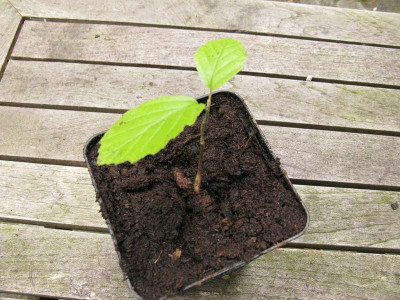 Hamamelis_Slg_pur.jpg