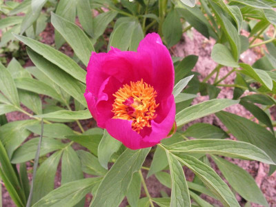 Paeonia_Officinalis_Group_pur.jpg