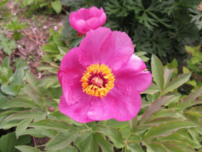 Paeonia_mollis_Slg_schmales_Laub_pur.jpg