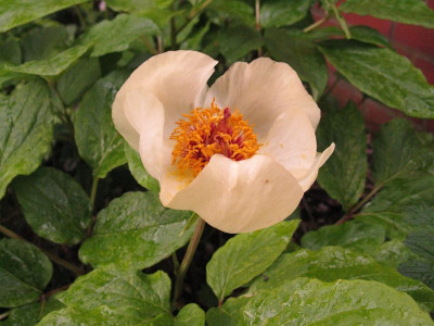Paeonia_steveniana_pur.jpg