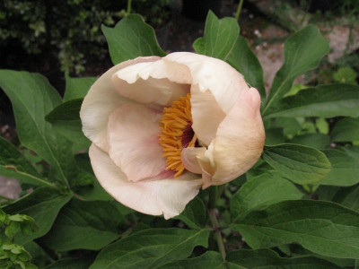Perarls_Paeonia_Frau_Frank_pur.jpg