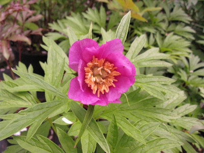 Paeonia_veitchii_Slg_pur.jpg