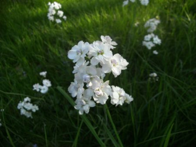 Cardaminered.jpg